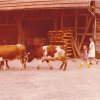 Tiere treiben auf Paggels Hof